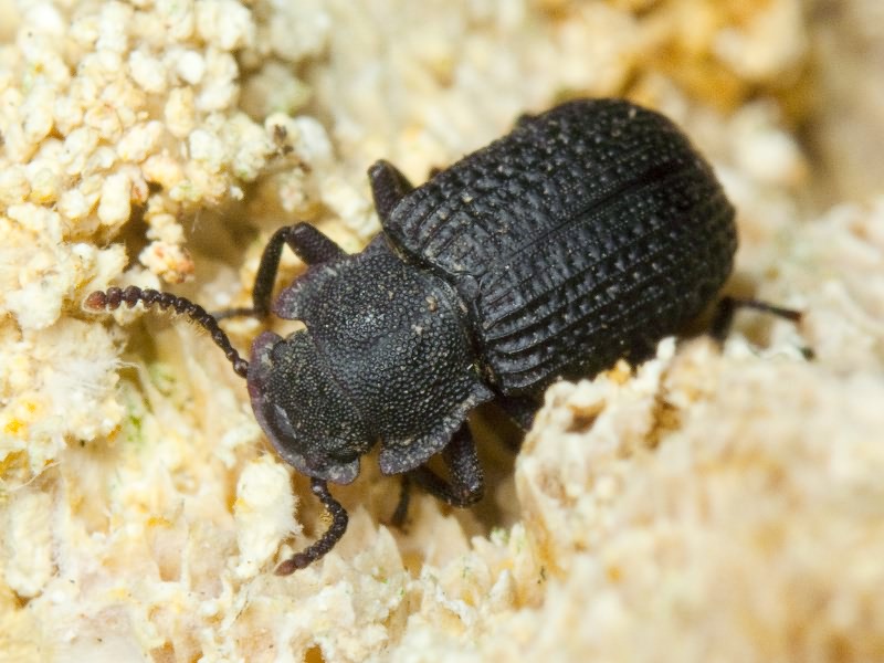 Bolitophagus reticulatus (Linnaeus, 1767)